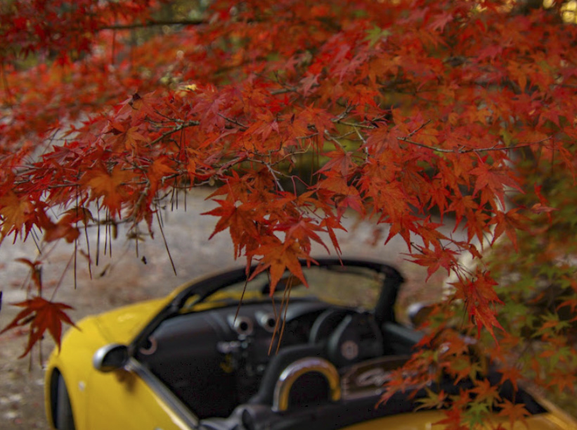紅葉オープンカー